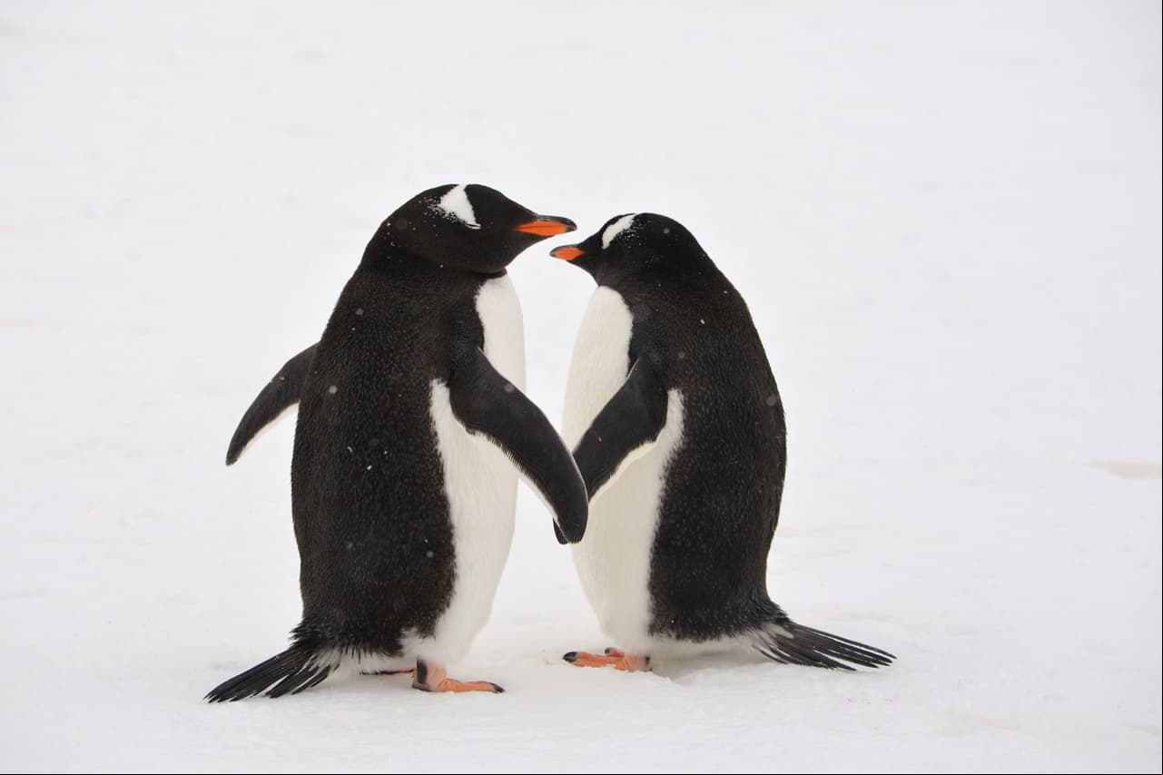 Los pingüinos son de los pocos animales que son fieles