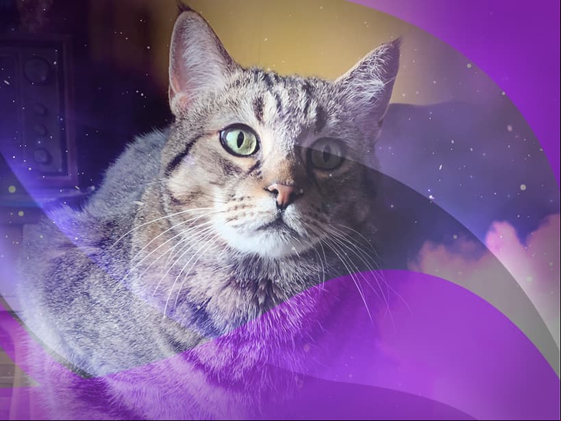 Piscis el pixie-bob es un gato tan tierno y manso como tú. Toda la familia convive muy bien con él. Amarán su capacidad de dar cariño.