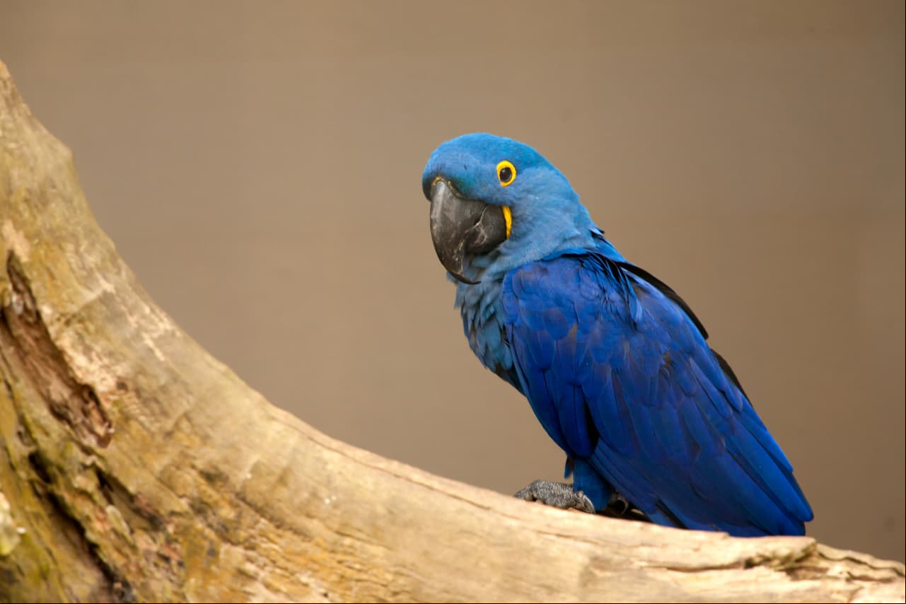 Declaran extinto al guacamayo azul que inspiró la película Río
