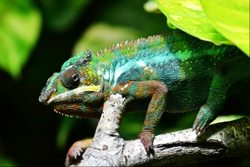 A pesar de que los camaleones son muy conocidos, raramente se usan como mascotas, debido a que hay especies que se encuentran en peligro de extinción.