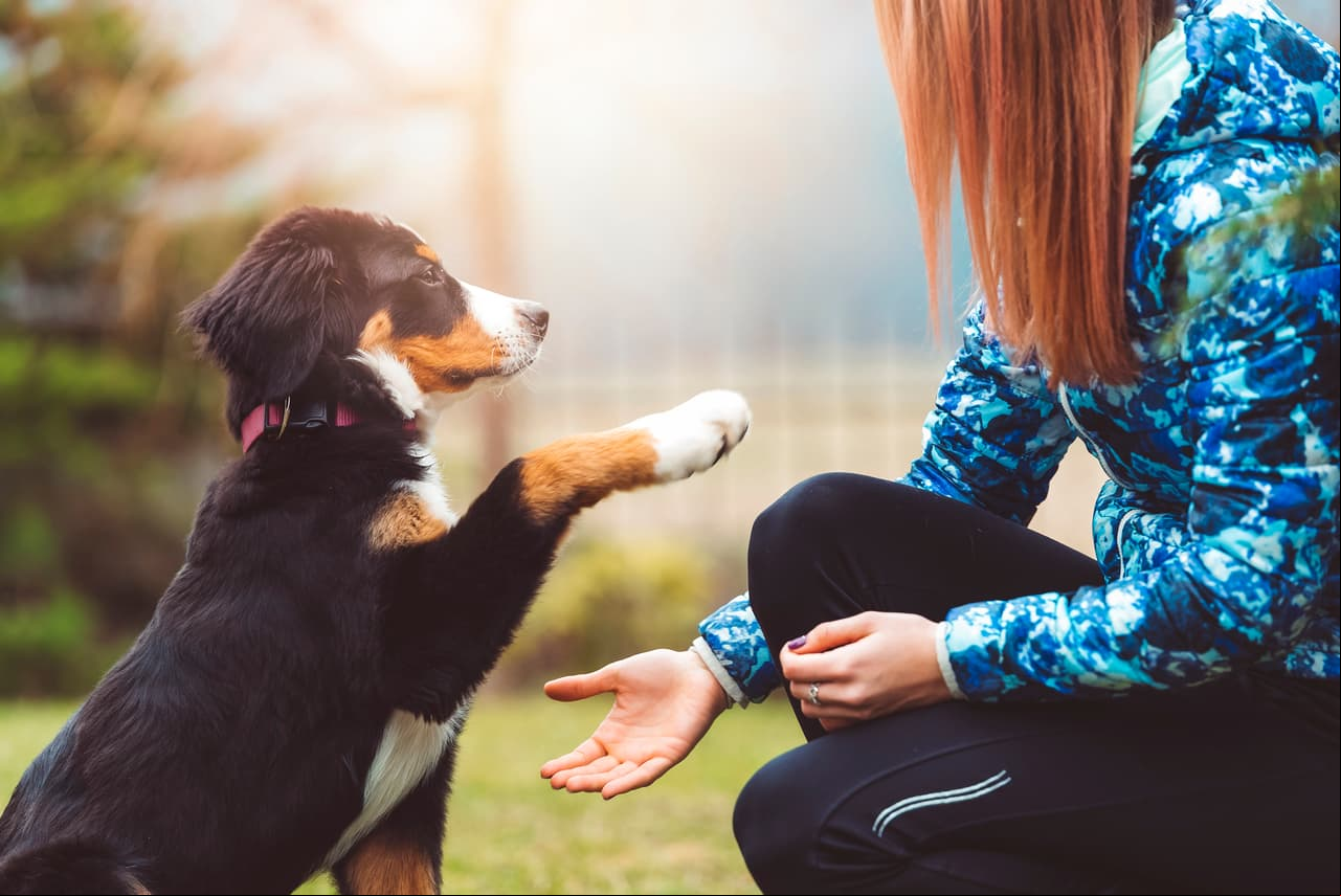 Y tú, ¿tienes mascotas en casa?