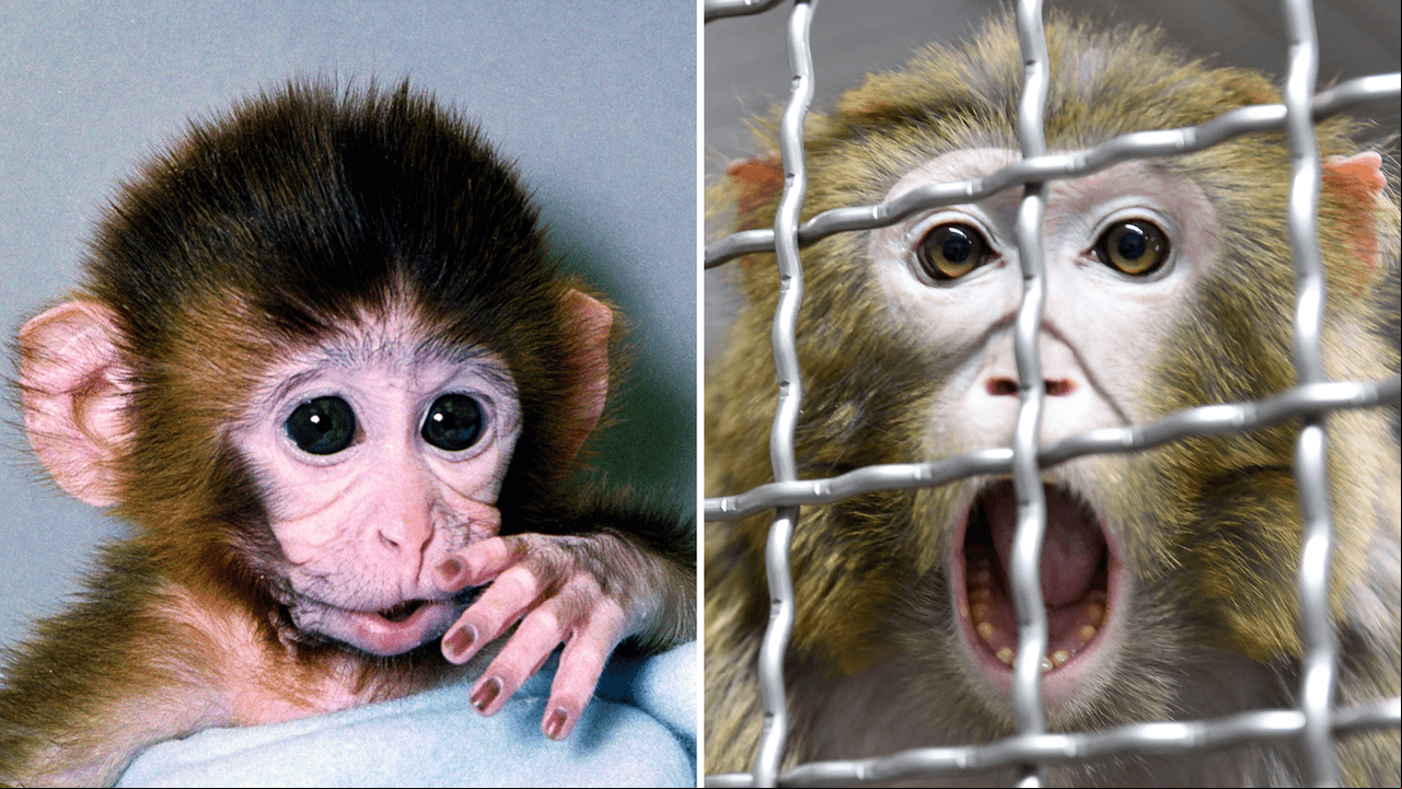 Científicos clonan el primer mono Rhesus que sobrevive 2 años y causan polémica: ¿siguen humanos?