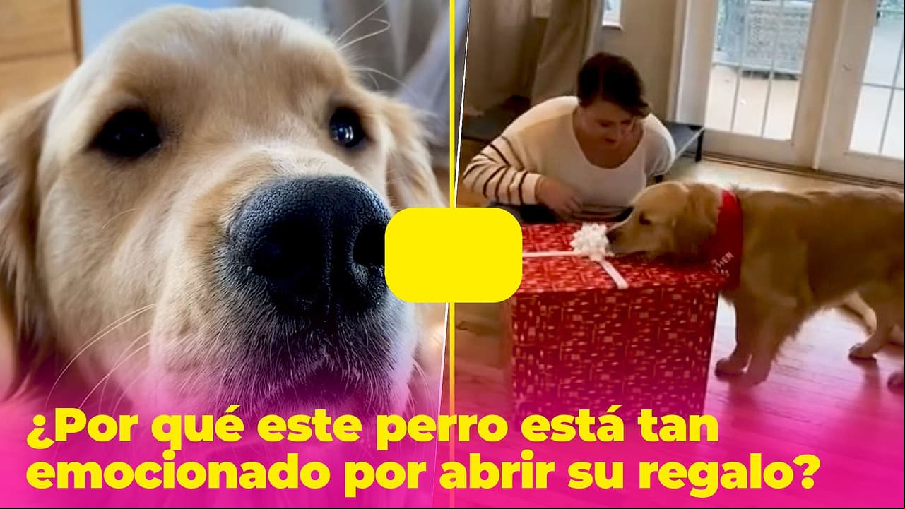 Este perro estaba muy emocionado por abrir su regalo: recibió la sorpresa más adorable