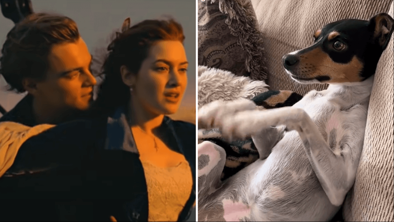 Perrita ve ‘Titanic’ y su reacción conmovió a todos: “Quería salvar a Jack con sus patitas”