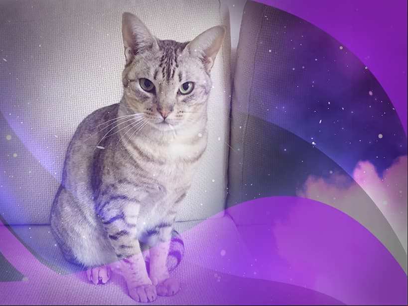 El occicat es un gato de carácter fuerte y difícil de domesticar, como tú Acuario. Sí sabe demostrar su cariño, pero lo hará cómo, cuándo y a quién él quiera.