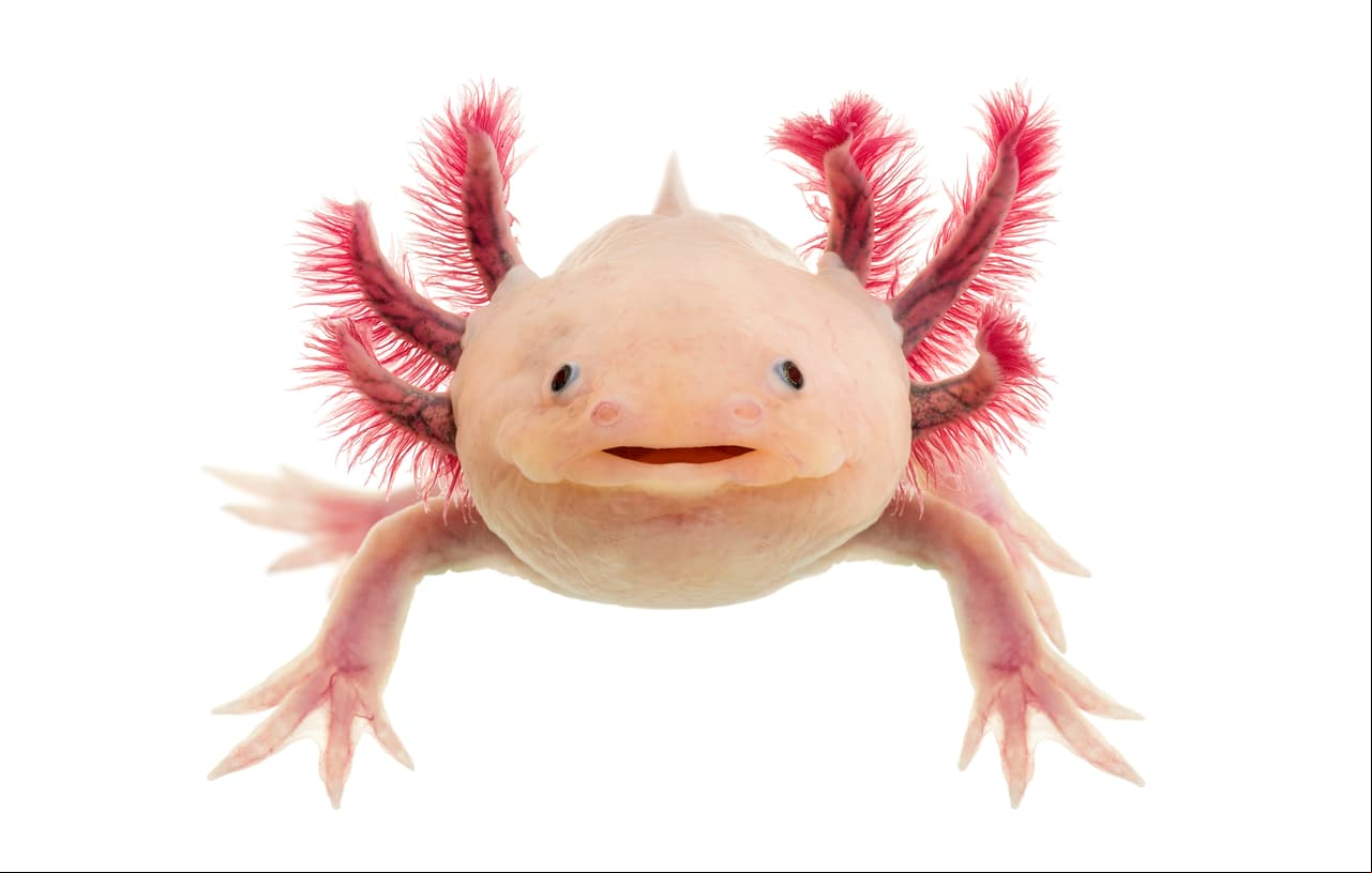 Ajolote, el animal chilango que está al borde de la extinción