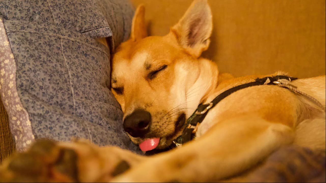 Perro durmiendo