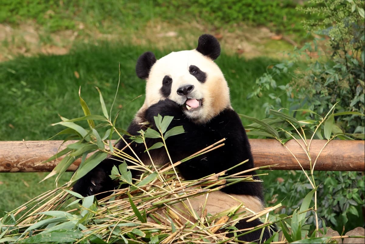 Fu Bao en el centro de conservación animal en China