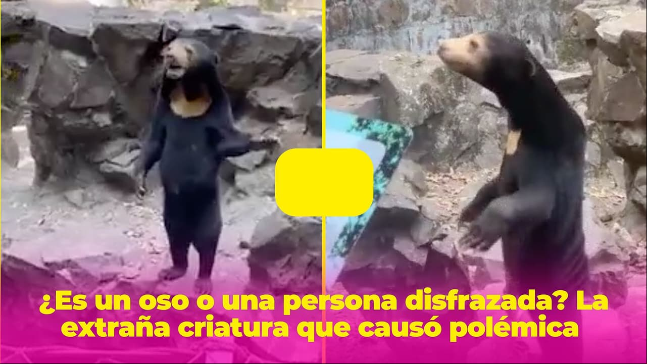 ¿Es un oso o una persona disfrazada? La extraña criatura que causó polémica en las redes