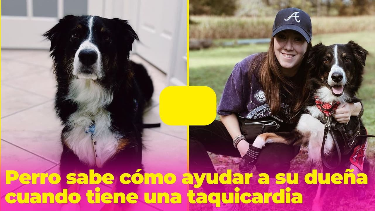 Perrito ayuda a su dueña cuando tiene una taquicardia: es tan inteligente que sabe qué hacer