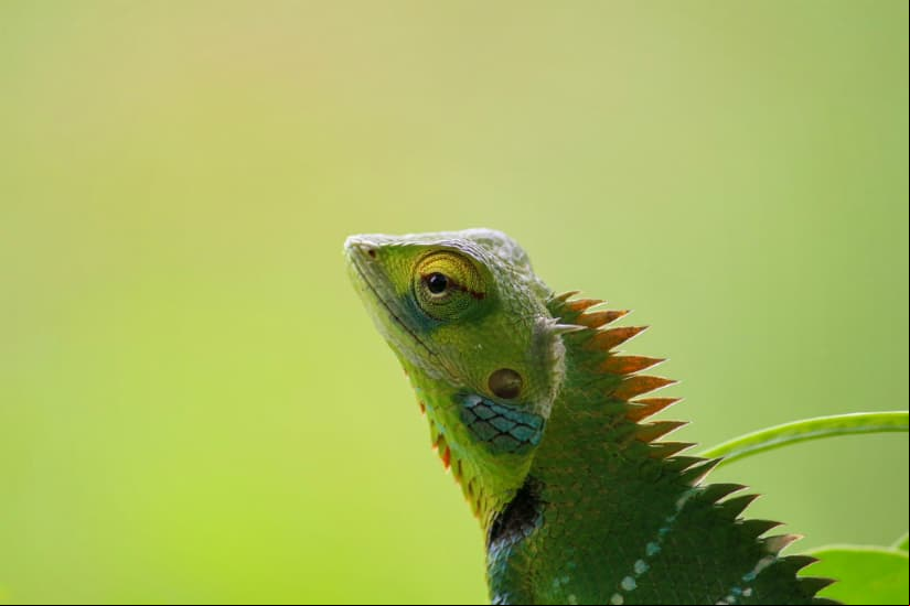 Por lo tanto, debes cerciorarte de que la especie que adquieras no se encuentre con esta amenaza. Recuerda tenerla en un terrario muy parecido a su hábitat natural.
