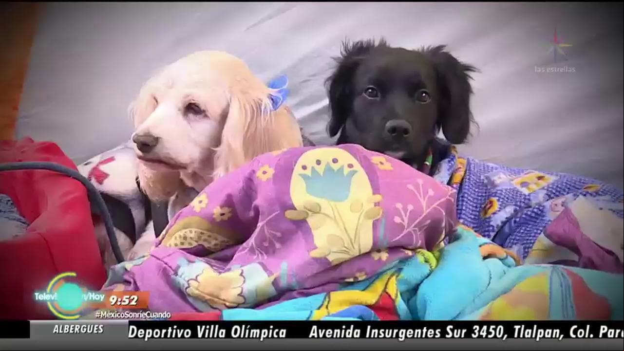 Checa este albergue para damnificados y sus mascotas