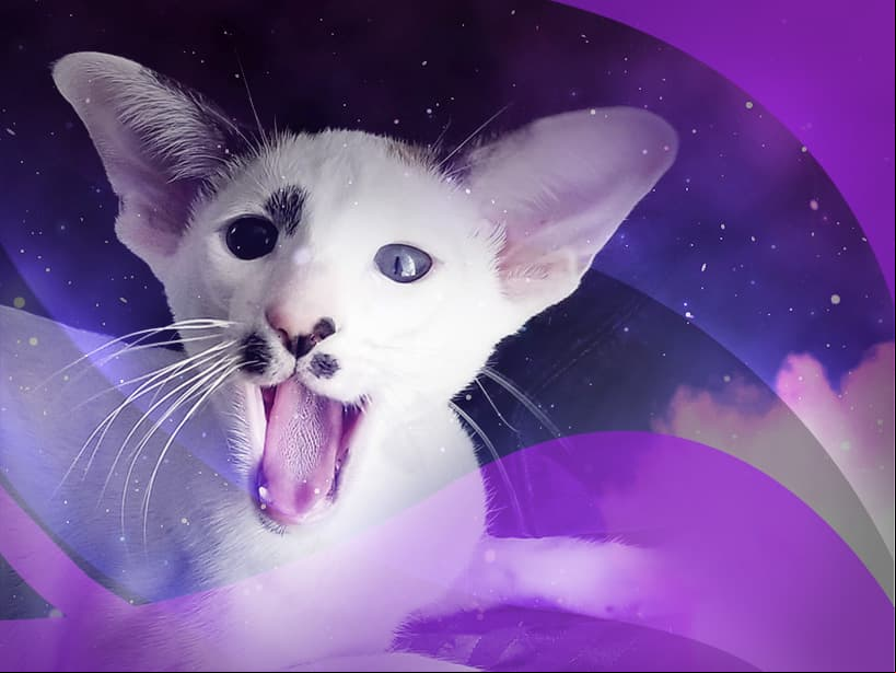 El gato seychellois es tan curioso, juguetón y travieso como tú Sagitario. Sin duda, un felino muy divertido y sociable.