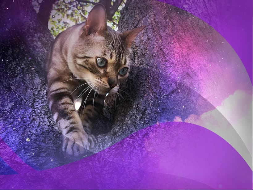 El gato sokoke es como tú Géminis; necesita estar en constante actividad. Corre y juega sin descanso. Se caracteriza por su hiperactividad y buen carácter.