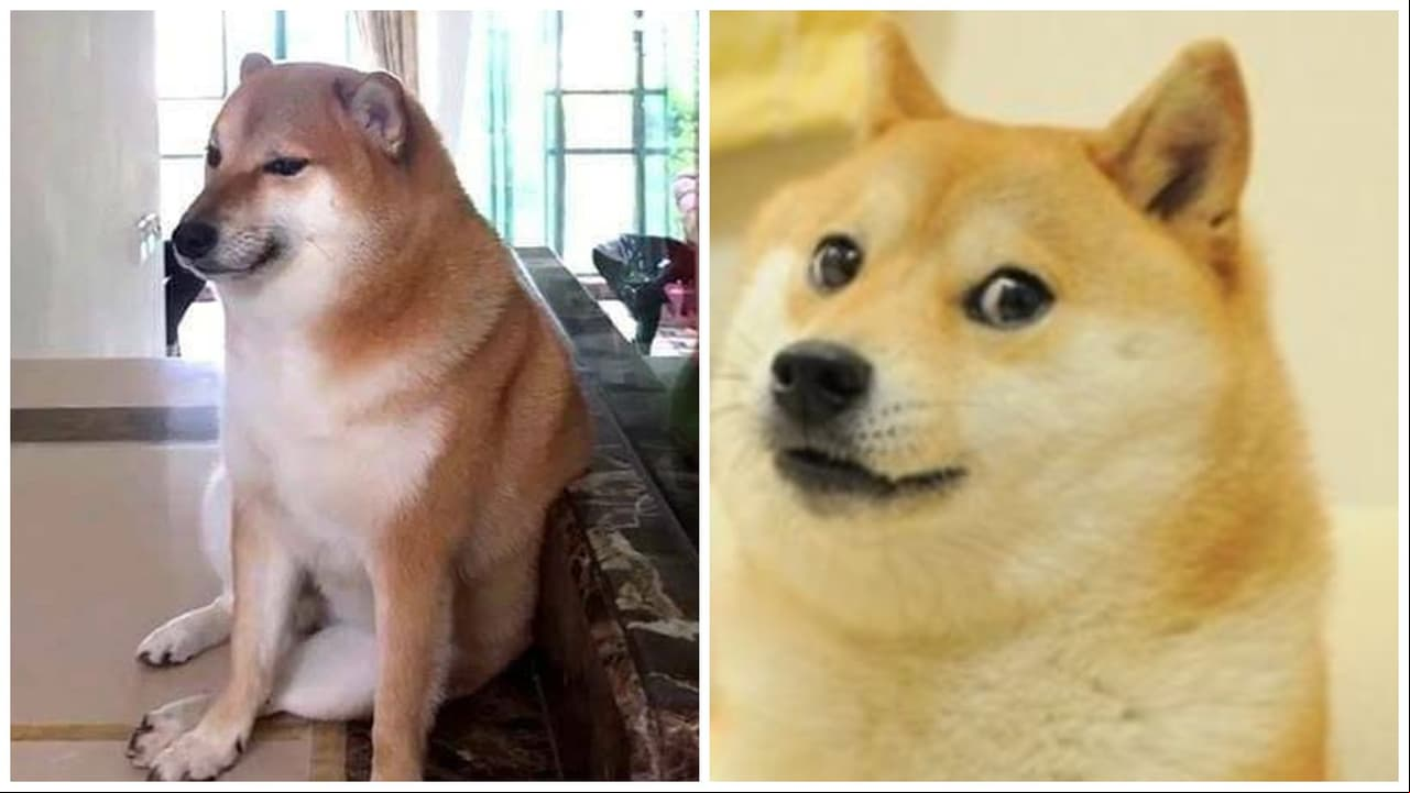 Murió Cheems, el tierno perrito de los memes más querido de Internet