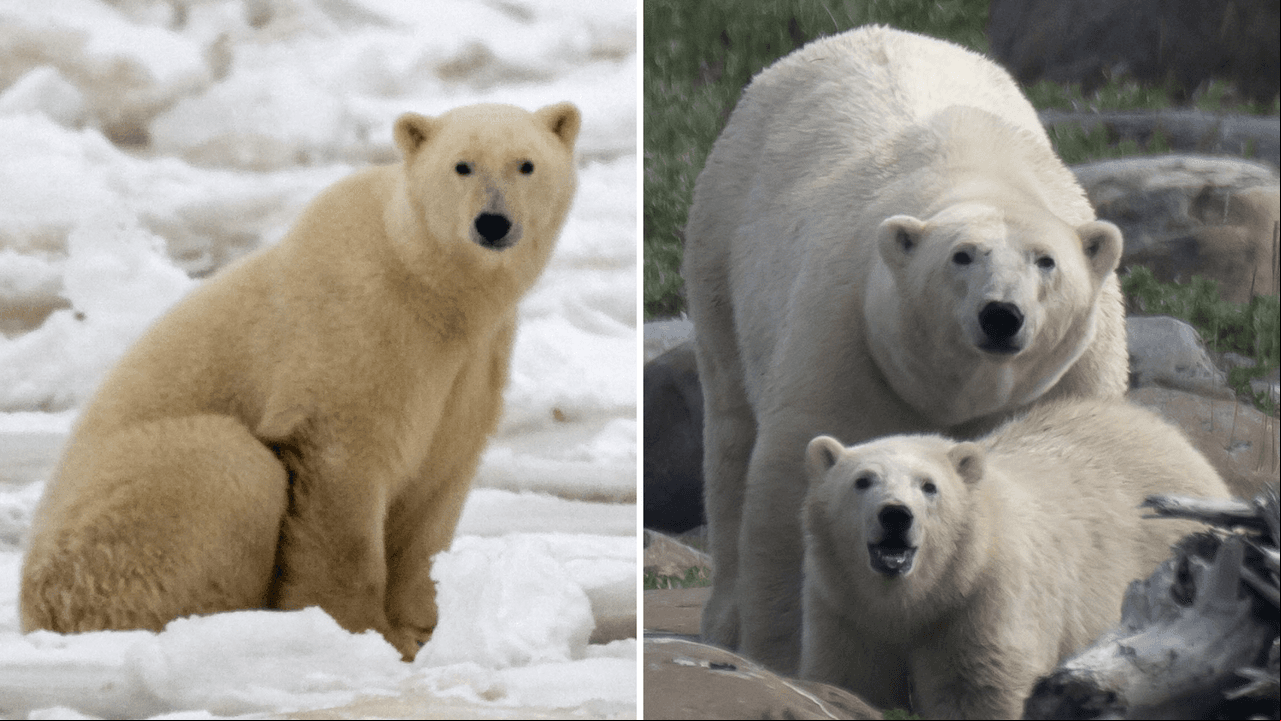 Científicos graban a osos polares como nunca: videos son tiernos, pero levantan alarmas