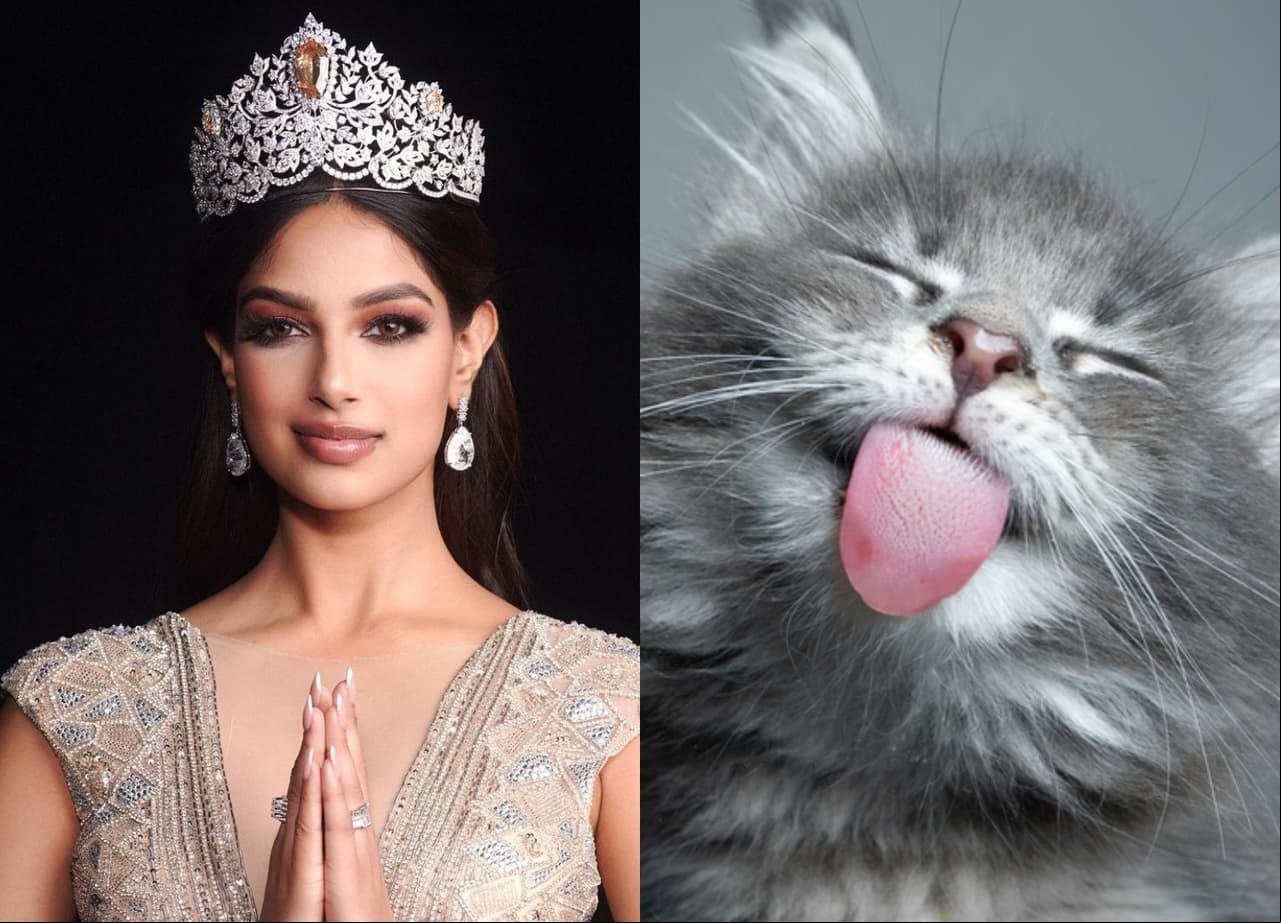 Miss Universo imita a gatos