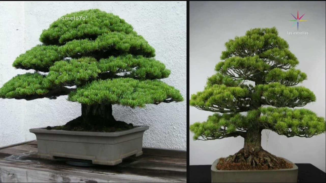 FENG SHUI: Los beneficios de las cascadas y los bonsái