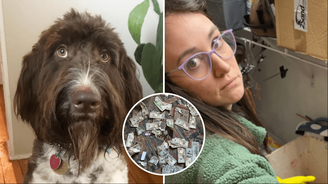 Perro se come 67 mil pesos, dueños recuperan parte del dinero de manera inusual: historia viral