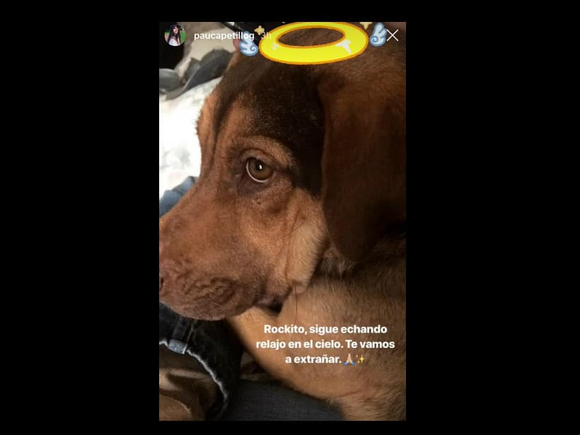 Rocko tenía dos años viviendo con la familia Capetillo Gaytán