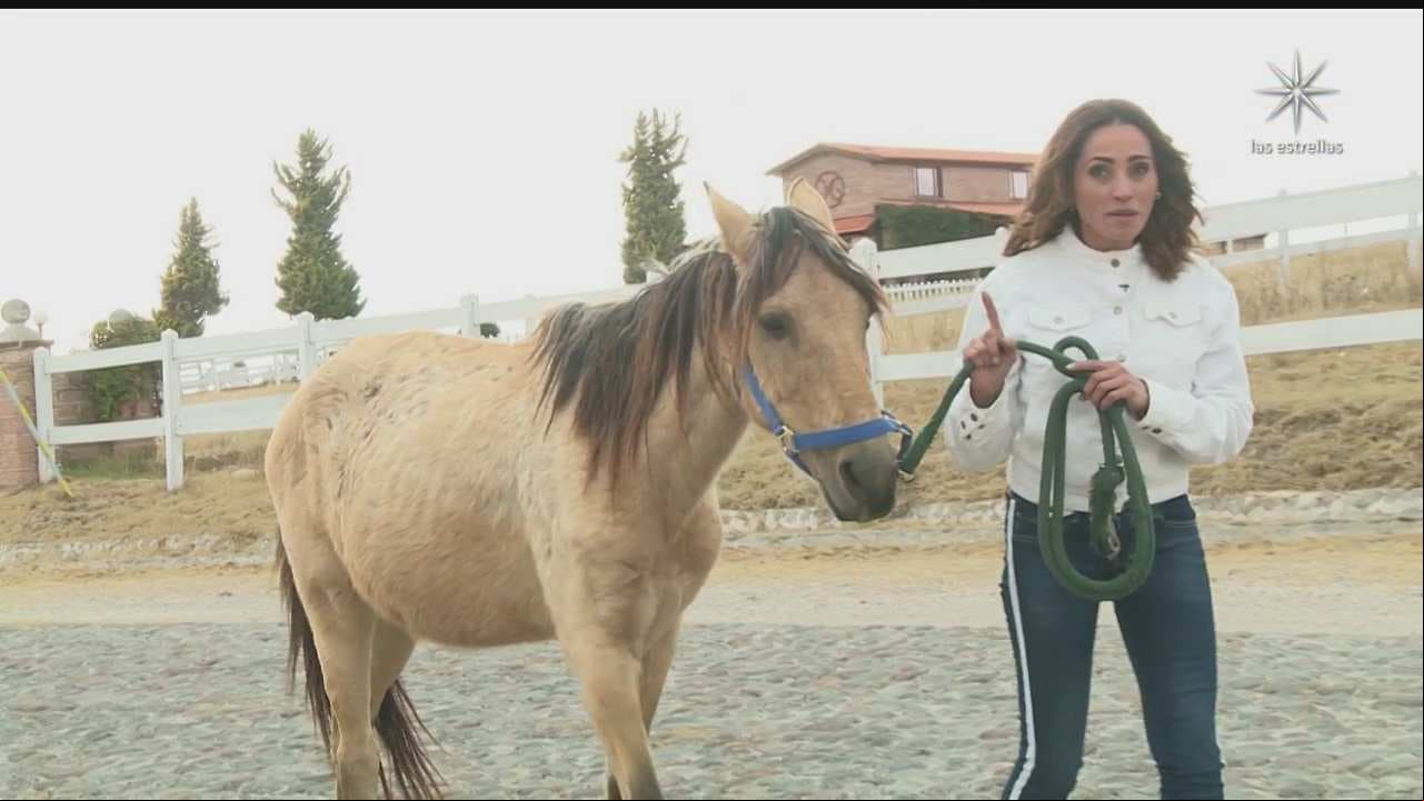 Conoce ‘Cuacolandia’: Un paraíso para caballos maltratados en México