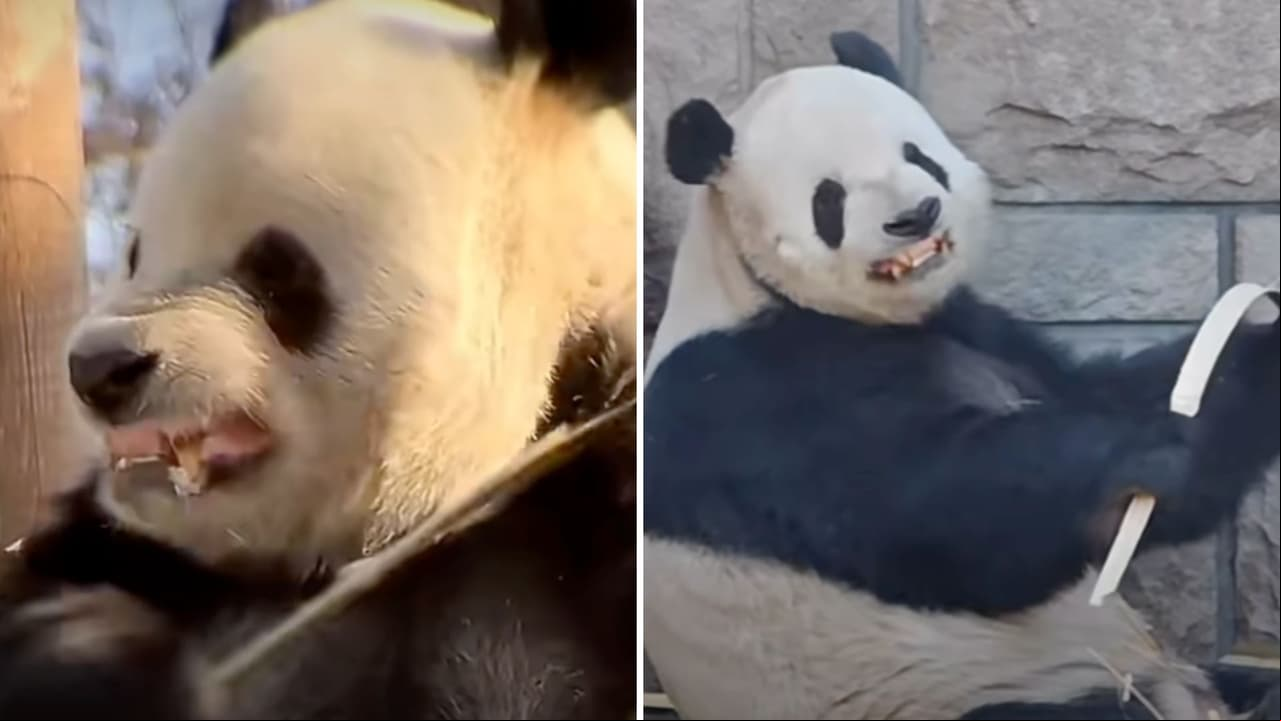 Panda en China se hace viral por enseñar los dientes al momento de comer bambú
