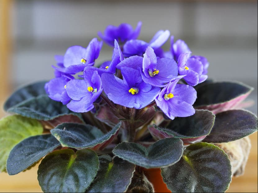 Capricornio. Las violetas lograrán robarle una gran sonrisa a tu madre que agradece la calidad sobre la cantidad.