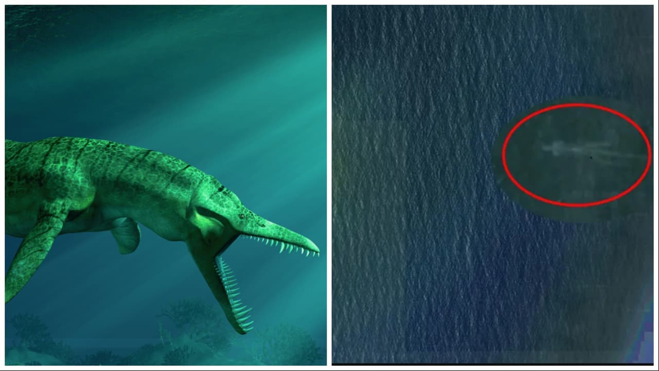 Captan supuesto monstruo marino nadando en costa mexicana y el video aterra a Internet