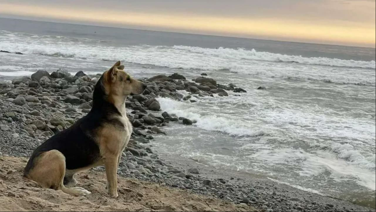 Perrito pasa sus días esperando en la playa a su dueño fallecido: su triste historia te hará llorar