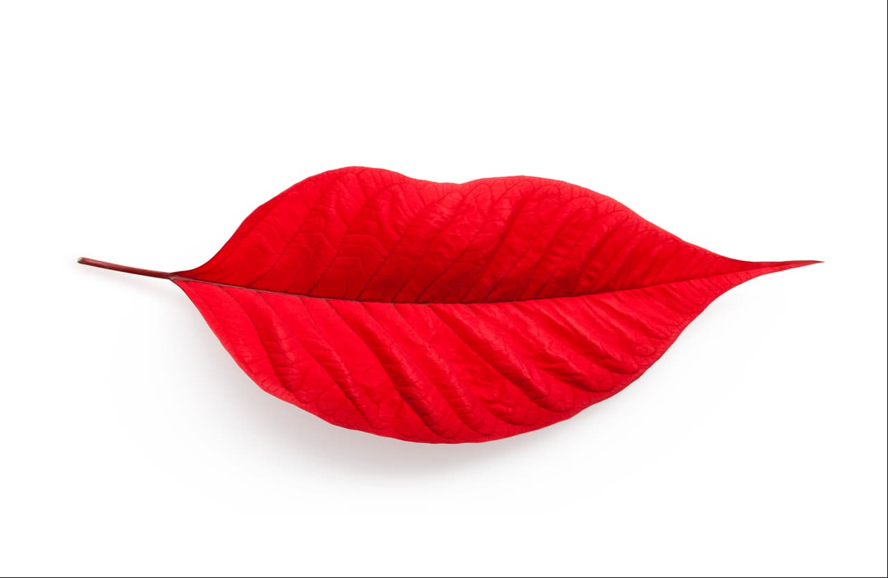 5. Si notas que tu flor se está secando, ¡no la tires!, pues no significa que está muriendo. Poda los tallos cuando las hojas se caigan y síguela regando como de costumbre hasta primavera. ¡Verás que volverá a crecer!