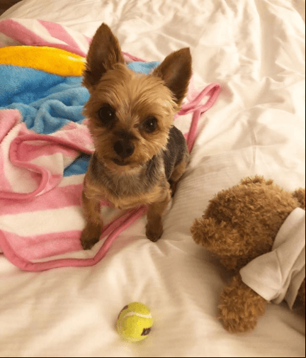 El nombre de su perro es Christopher Chip.