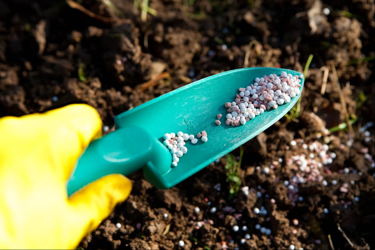 10. No le pongas fertilizantes, la flor de Nochebuena no los necesita.