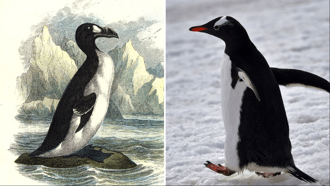 Alcas gigantes, pingüinos originales