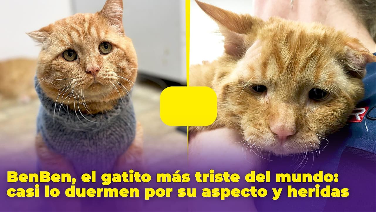 Él es el gatito más triste del mundo: querían sacrificarlo solo por su apariencia descuidada