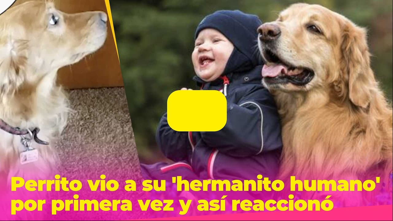 Este perrito vio a su 'hermanito humano' por primera vez y su reacción te hará llorar