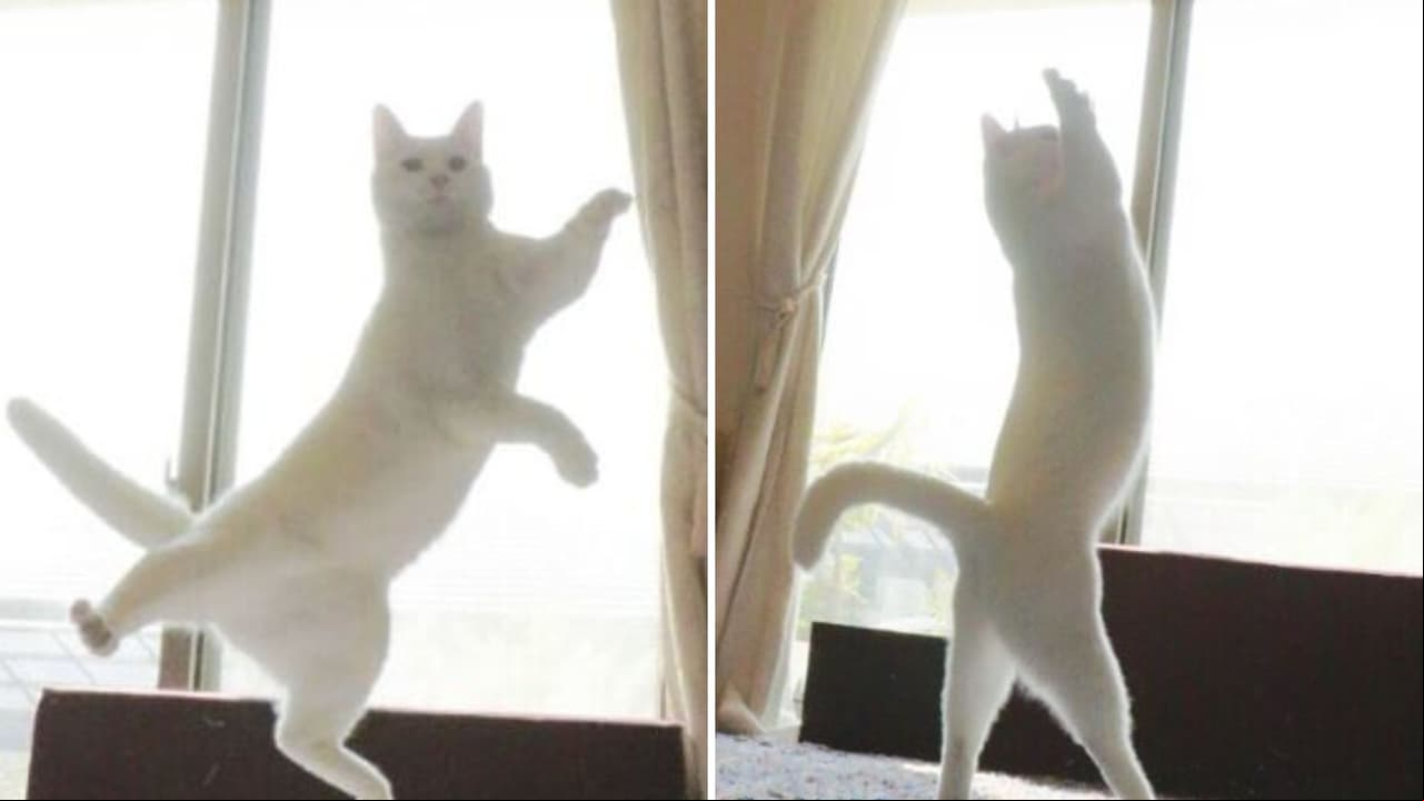 ¿Un gato que baila ballet? Mirko tiene a Internet encantado con sus movimientos