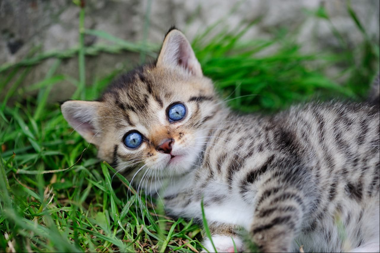 Cada gato tiene su propia personalidad, descubre cual se parece más a la tuya según tu signo zodiacal