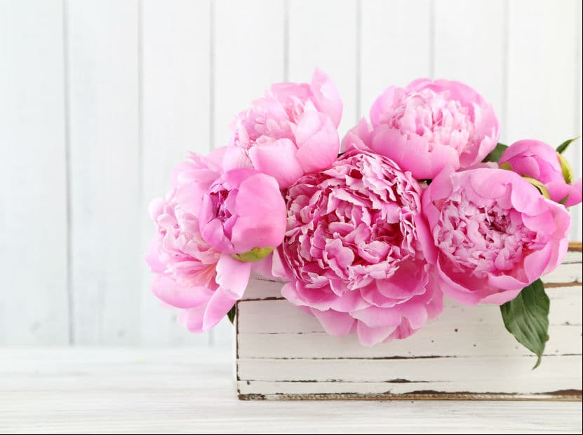 Escorpio. Las peonias van muy bien con la pasión, la audacia, la belleza delicada y el desbordante amor de mamá.