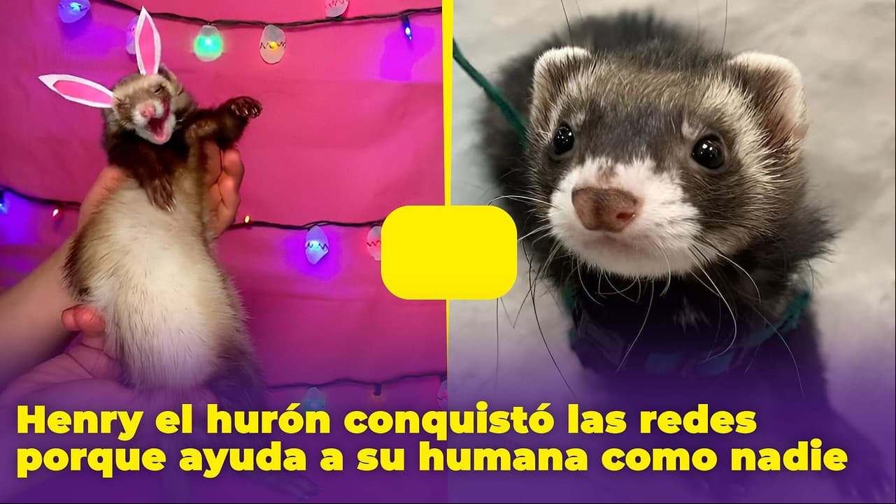 Henry el hurón no es una simple mascota, es un asistente personal y está conquistando las redes