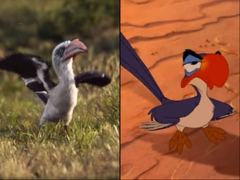 John Oliver, quien interpretó el papel de "Pitufo Vanidoso", fue el elegido para darle vida a "Zazu". Rowan Atkinson, mejor conocido como "Mr. Bean", fue quien le dio vida en la versión de El Rey León de 1994.