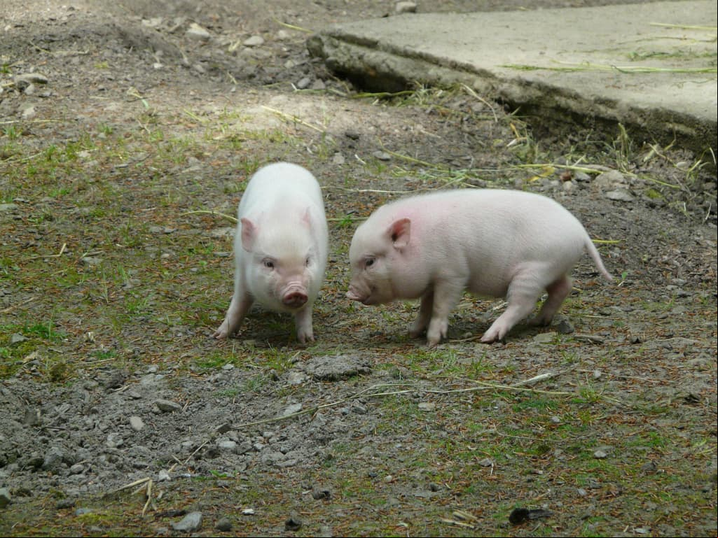 Los cerdos vietnamitas son pequeños y comen de todo, pero cuidado, porque pueden sufrir de obesidad