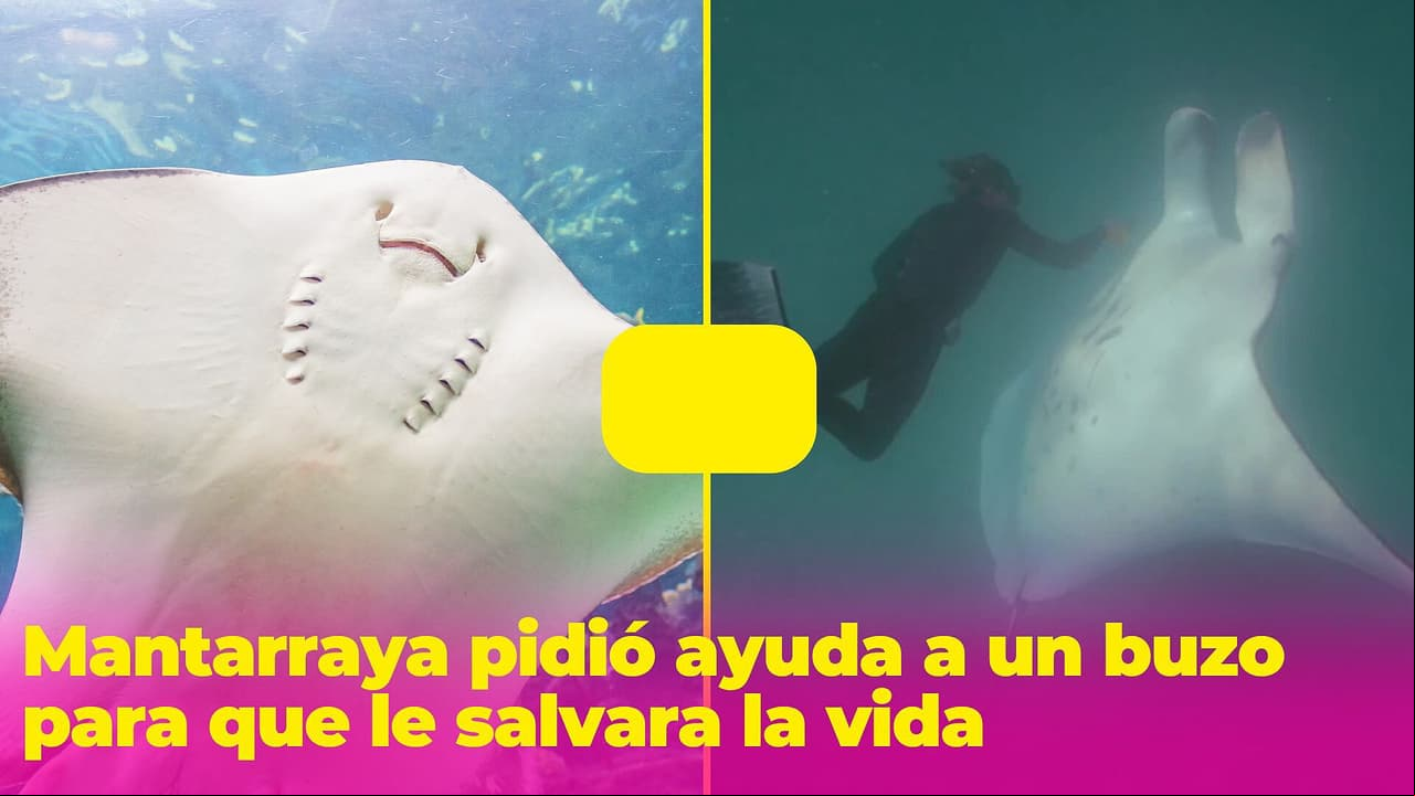 Una mantarraya le pidió ayuda a un buzo para que le salvara la vida: ¿lo habrá conseguido?