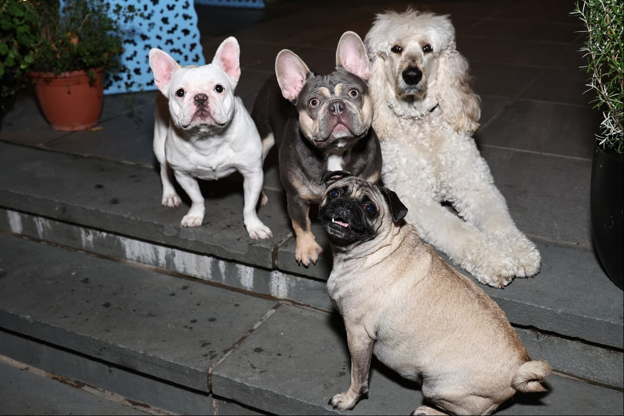 Expertos sugieren evitar el o de tu mascota con más perros.