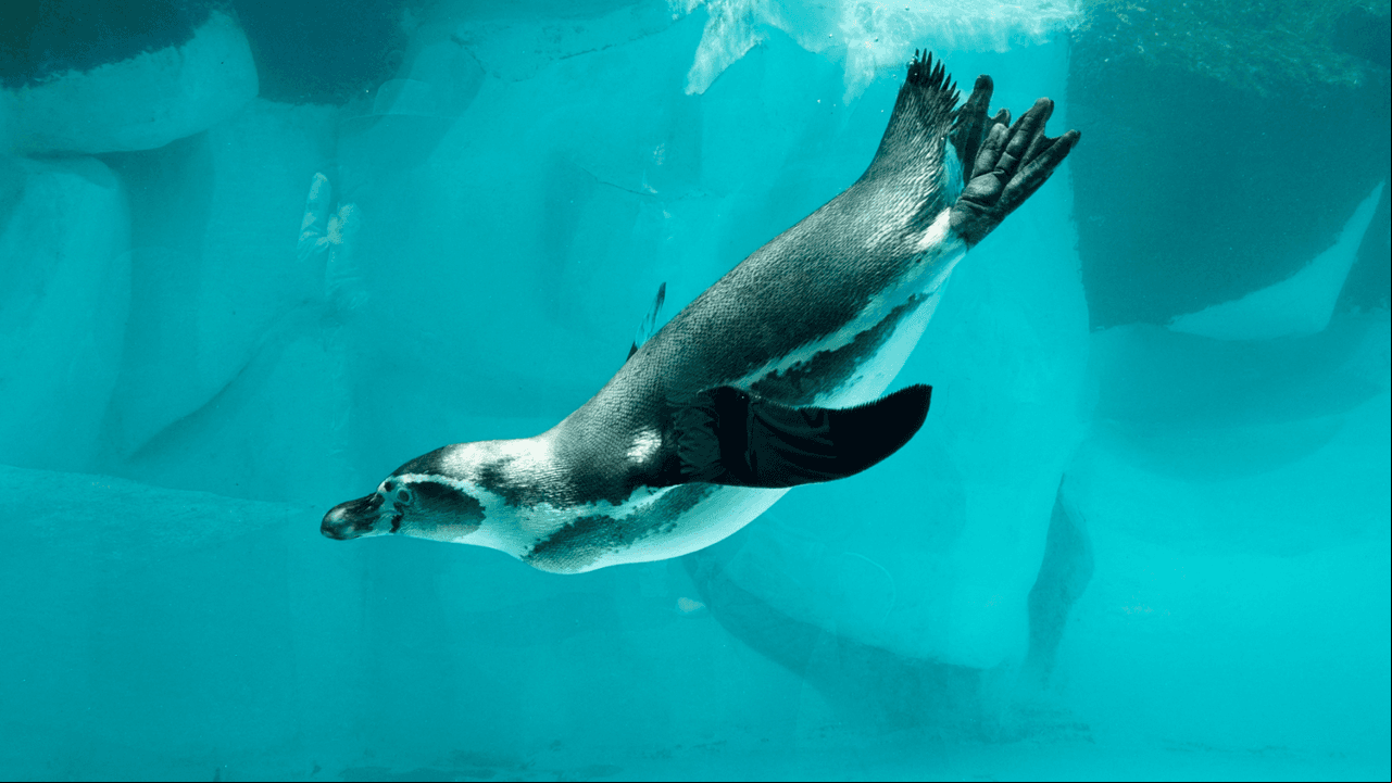 Pingüino