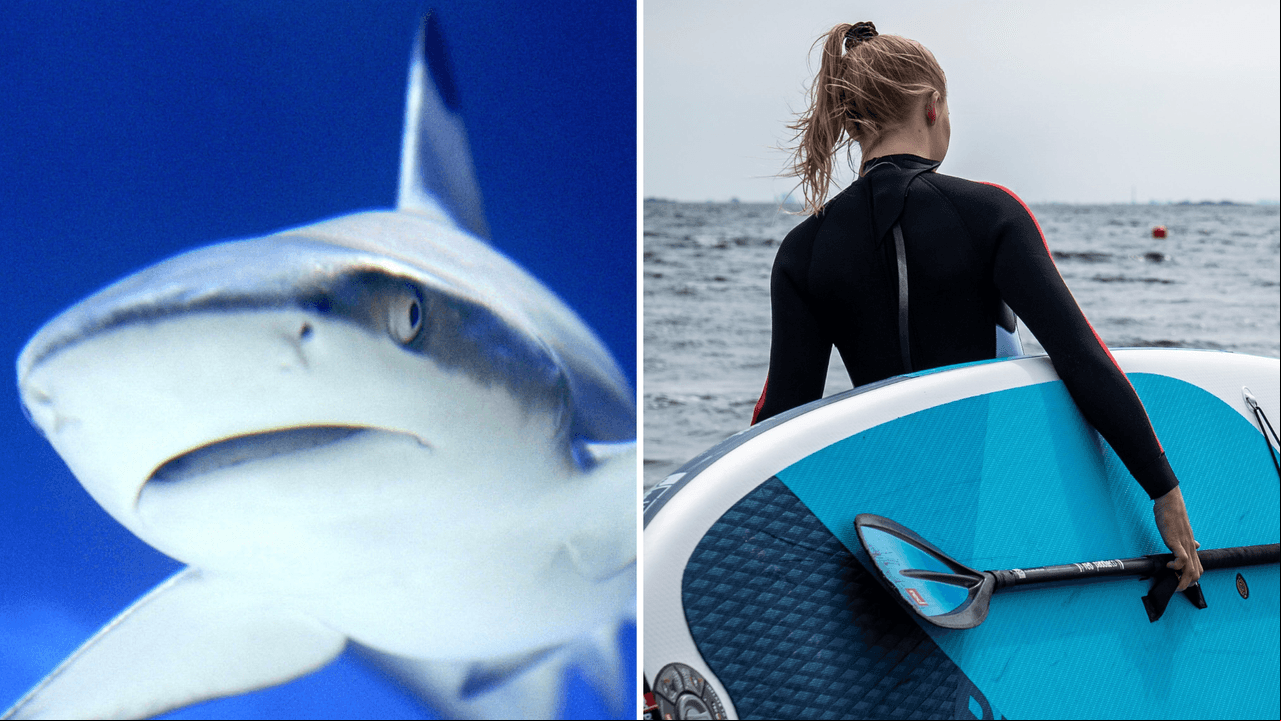 Tiburón derriba a una mujer de su tabla de surf y la reacción de ella se viraliza: video