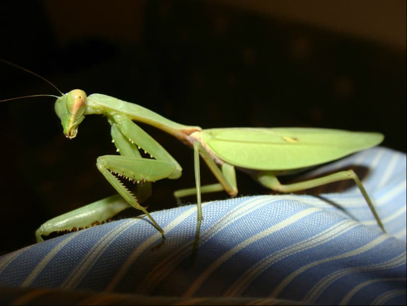 La mantis verde africana no es venenosa ni peligrosa para los seres humanos ni animales.