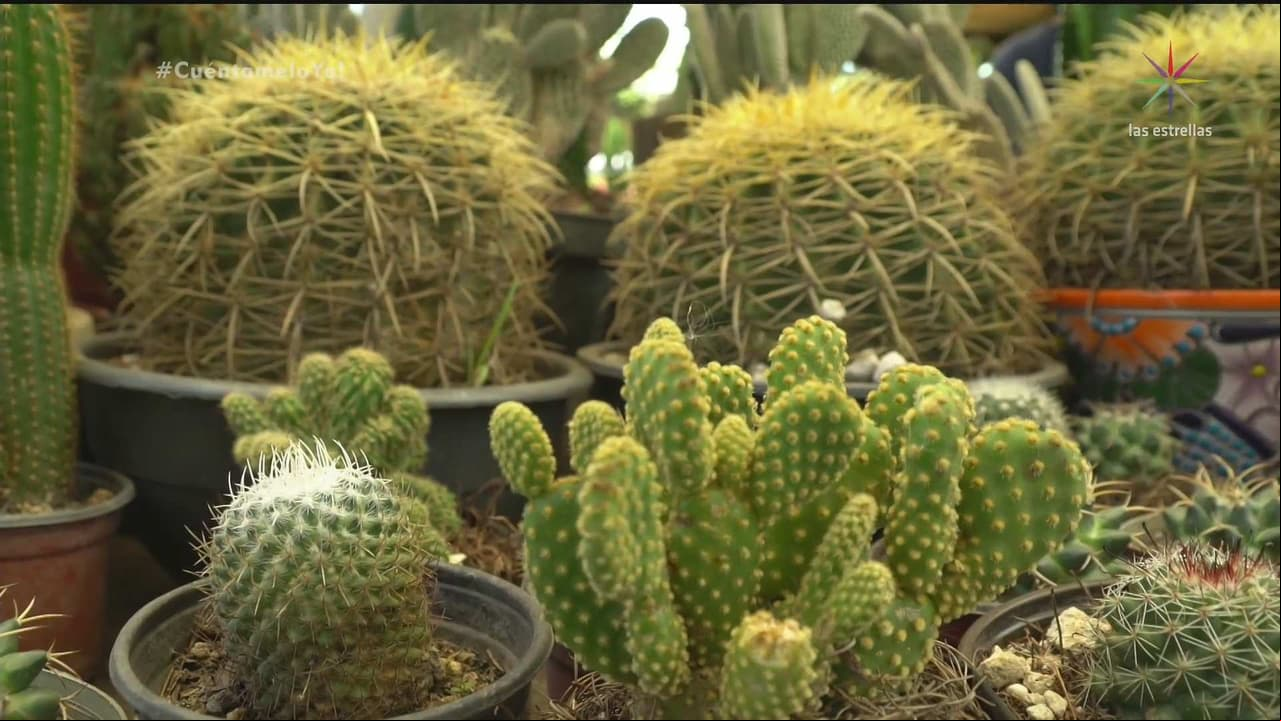 FENG SHUI: ¿Por qué no podemos tener cactus cerca de nosotros?