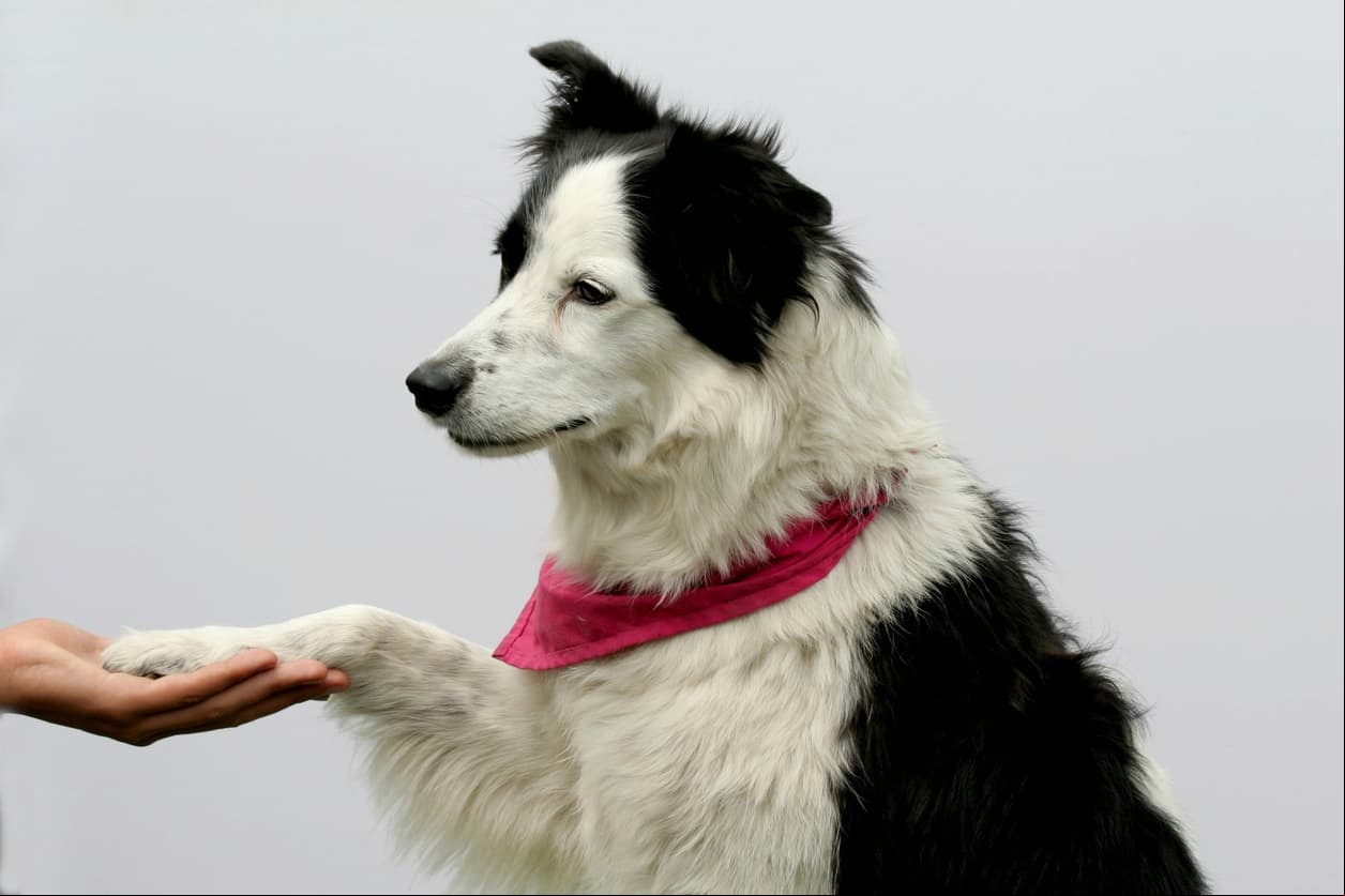 You see a faithful and cute Border Collie giving it`s paw.