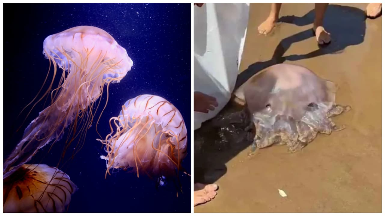 Extraña medusa aparece en playa de España y desoncierta a internautas: "Es un alienígena"