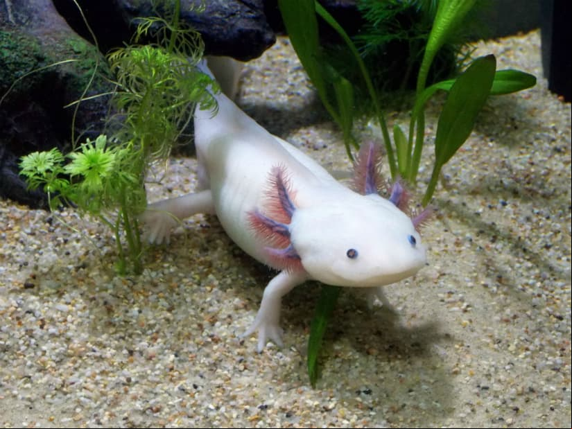 Los axolotes, nombrados por los aztecas como perros de agua, son anfibios que puedes adoptar.